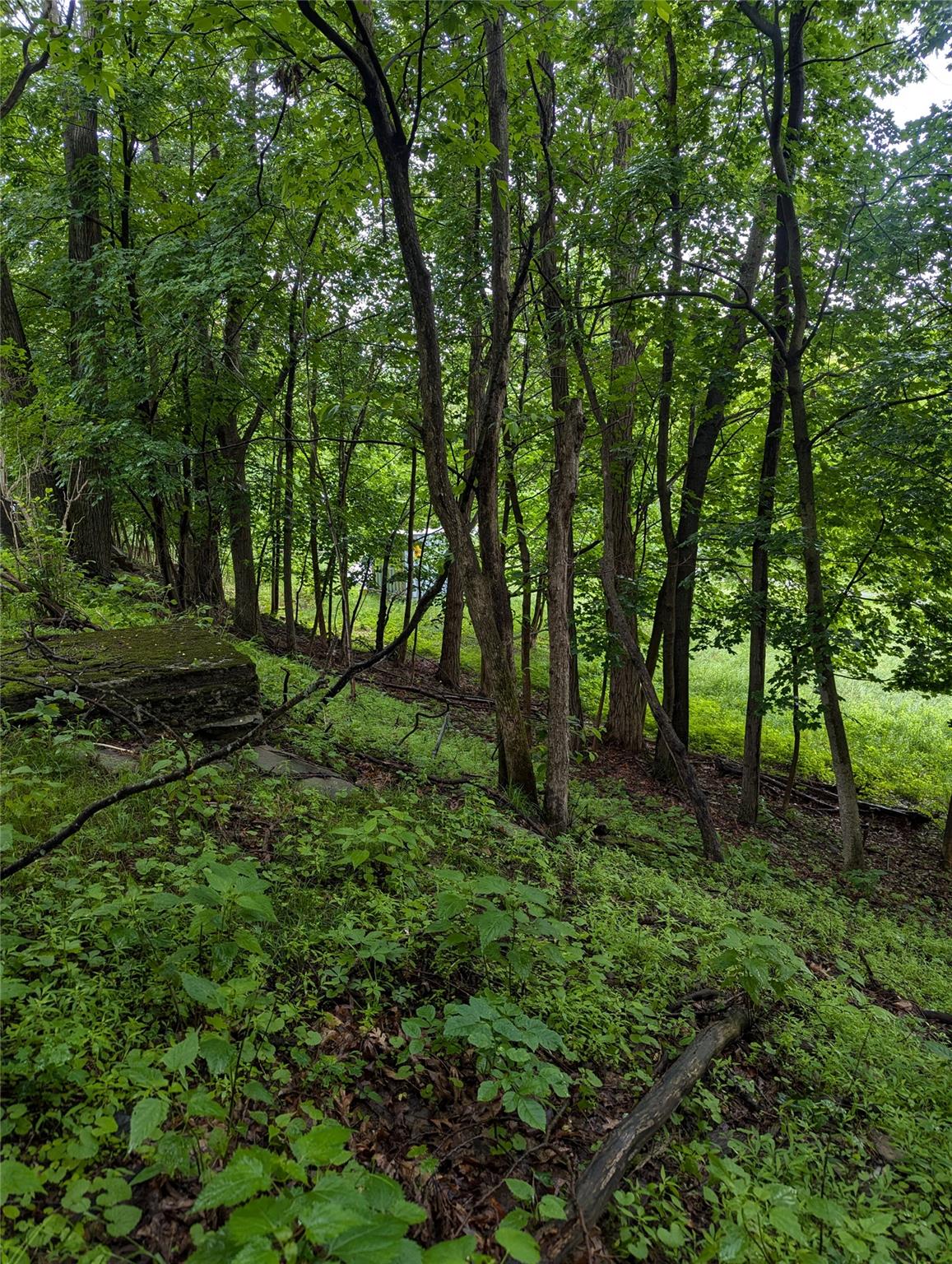 Cauterskill Catskill, NY 12414 - Photo 21 of 38 a big yard with lots of green space and deers