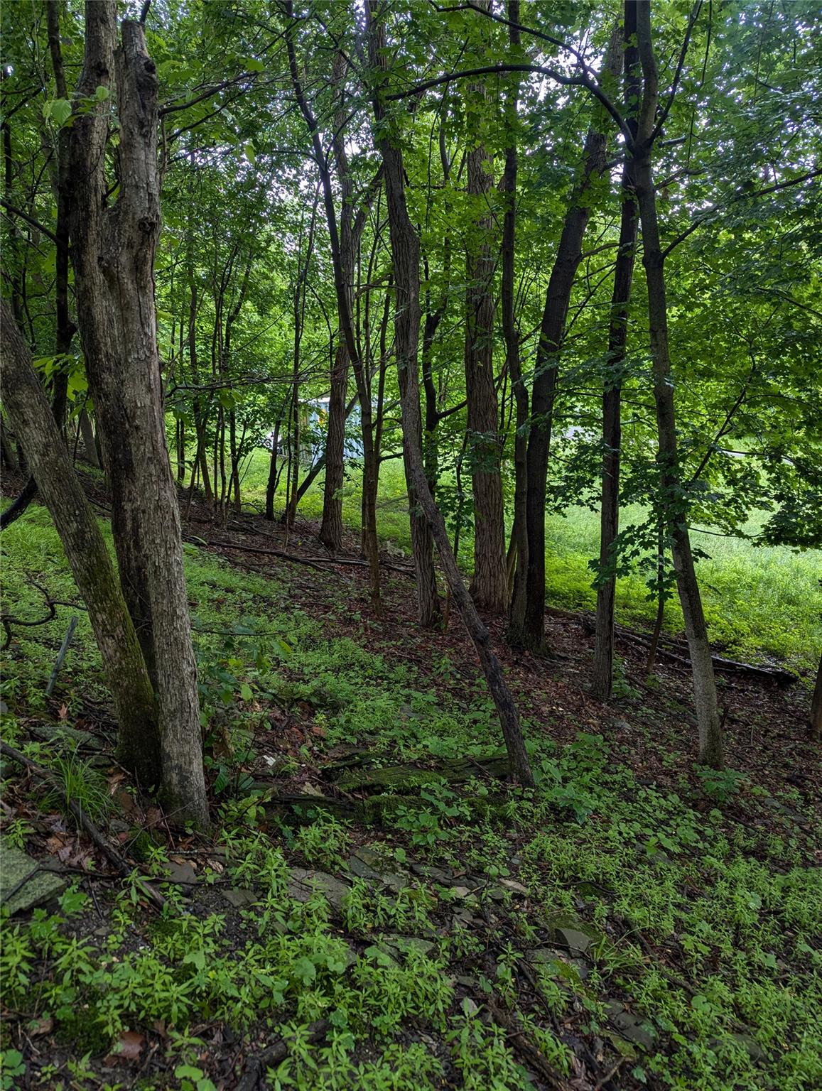 Cauterskill Catskill, NY 12414 - Photo 22 of 38 a view of outdoor space and green space