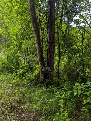 a view of a lush green forest