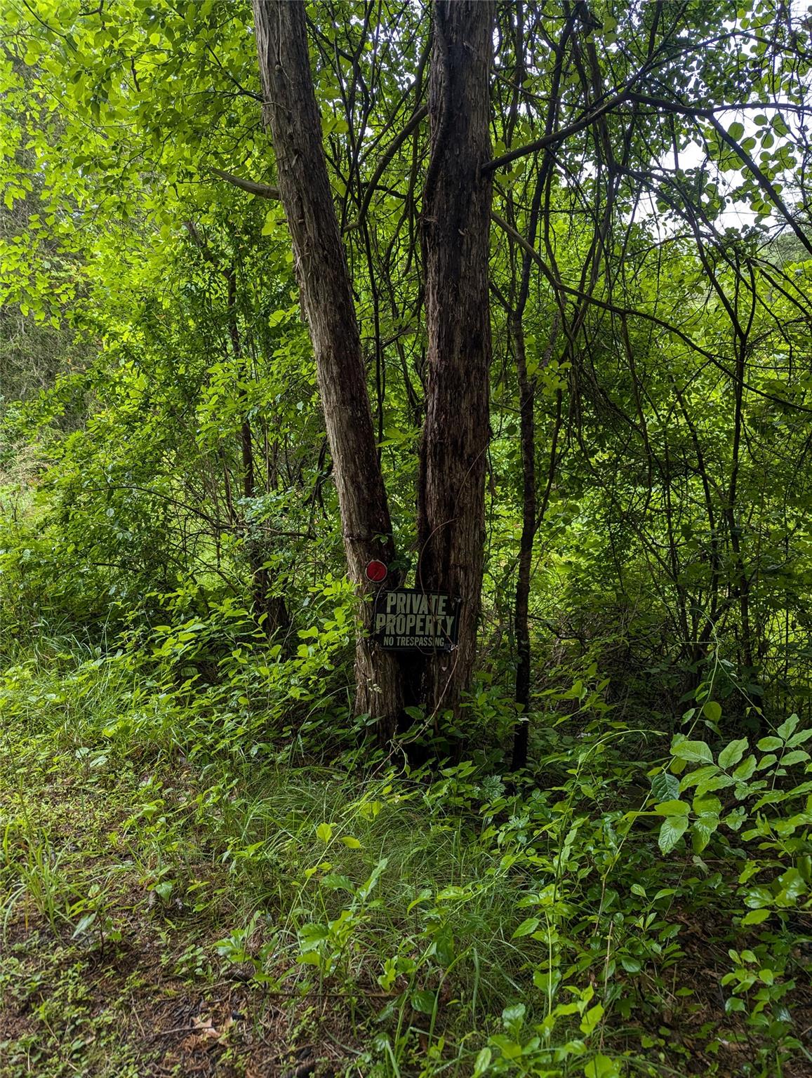 Cauterskill Catskill, NY 12414 - Photo 25 of 38 a view of a lush green forest