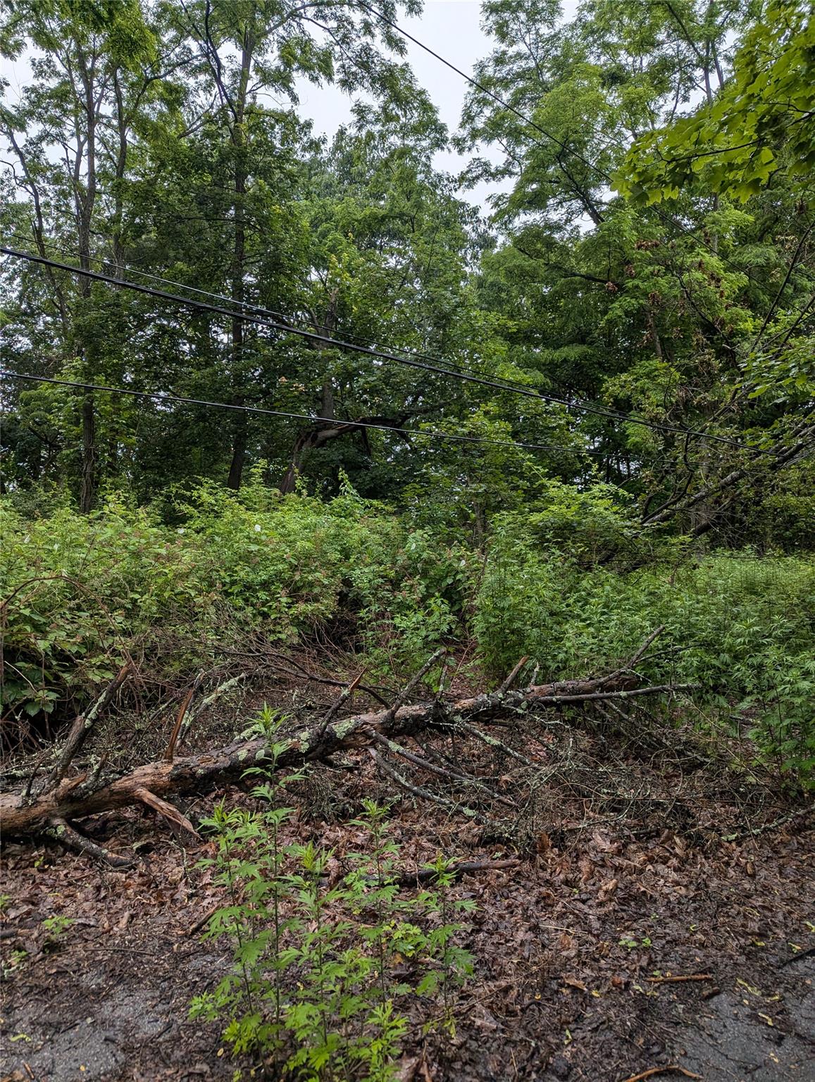 Cauterskill Catskill, NY 12414 - Photo 29 of 38 a view of a yard with plants and a bench