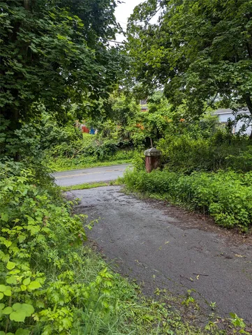 a view of a yard with plants and large trees