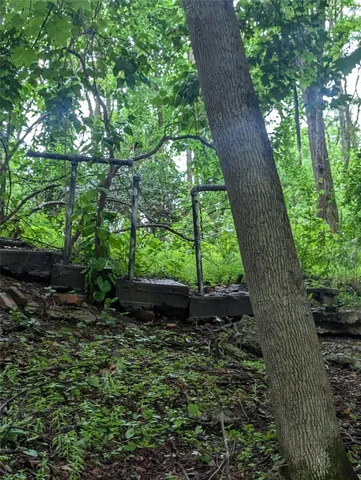 a view of a yard with plants and a large tree