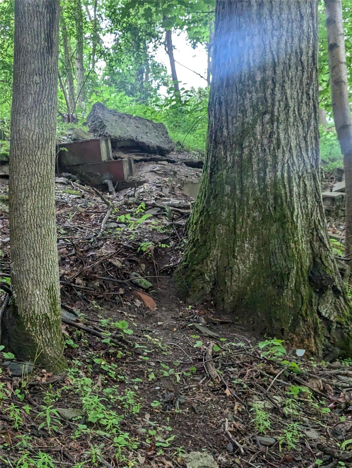 Cauterskill Catskill, NY 12414 - Photo 32 of 38 a view of a yard with plants and a large tree