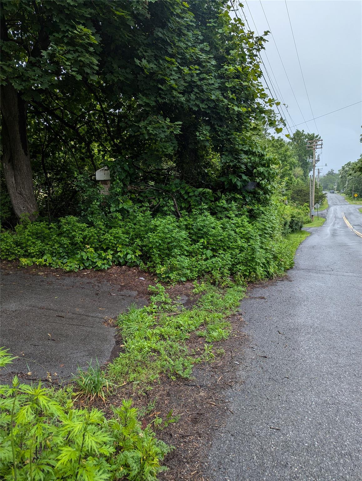 Cauterskill Catskill, NY 12414 - Photo 5 of 38 a view of a garden with plants