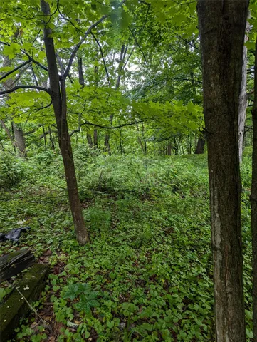 a view of a lush green forest