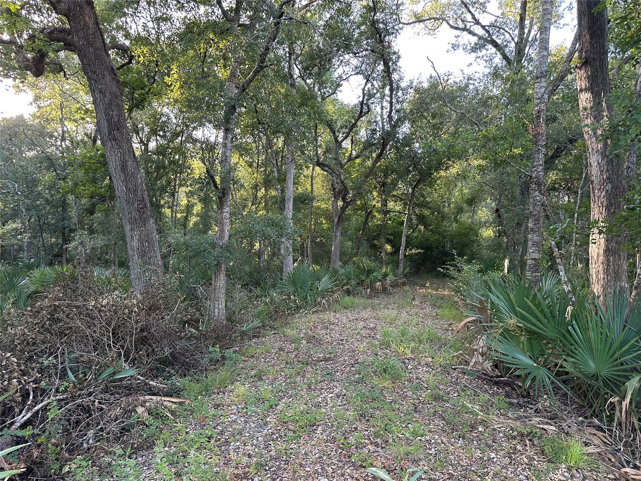 0 County Road 684D Sweeny, TX 77480 - Photo 5 of 9 a view of a forest with trees in the background