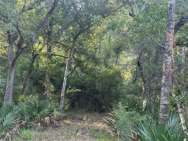 a view of a forest with trees in the background