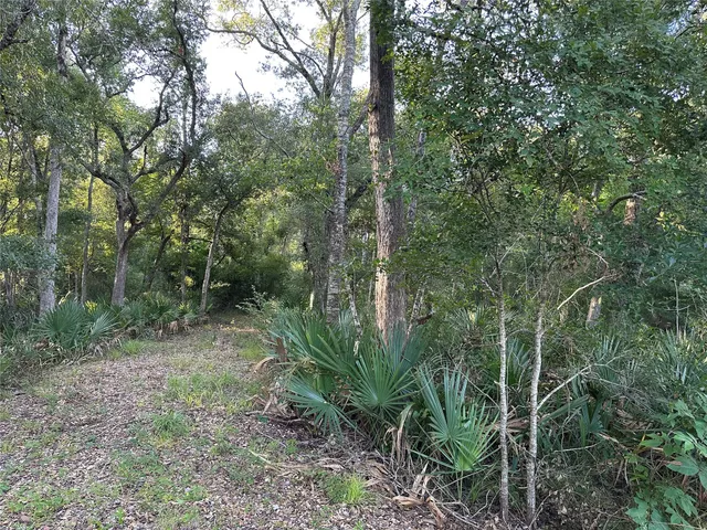 a view of a forest filled with lots of trees