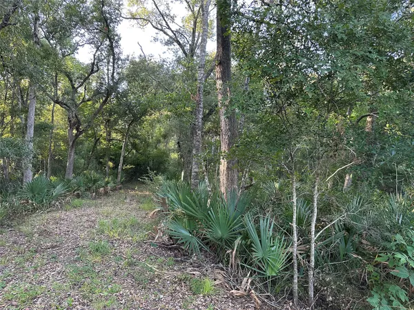 a view of a forest filled with lots of trees