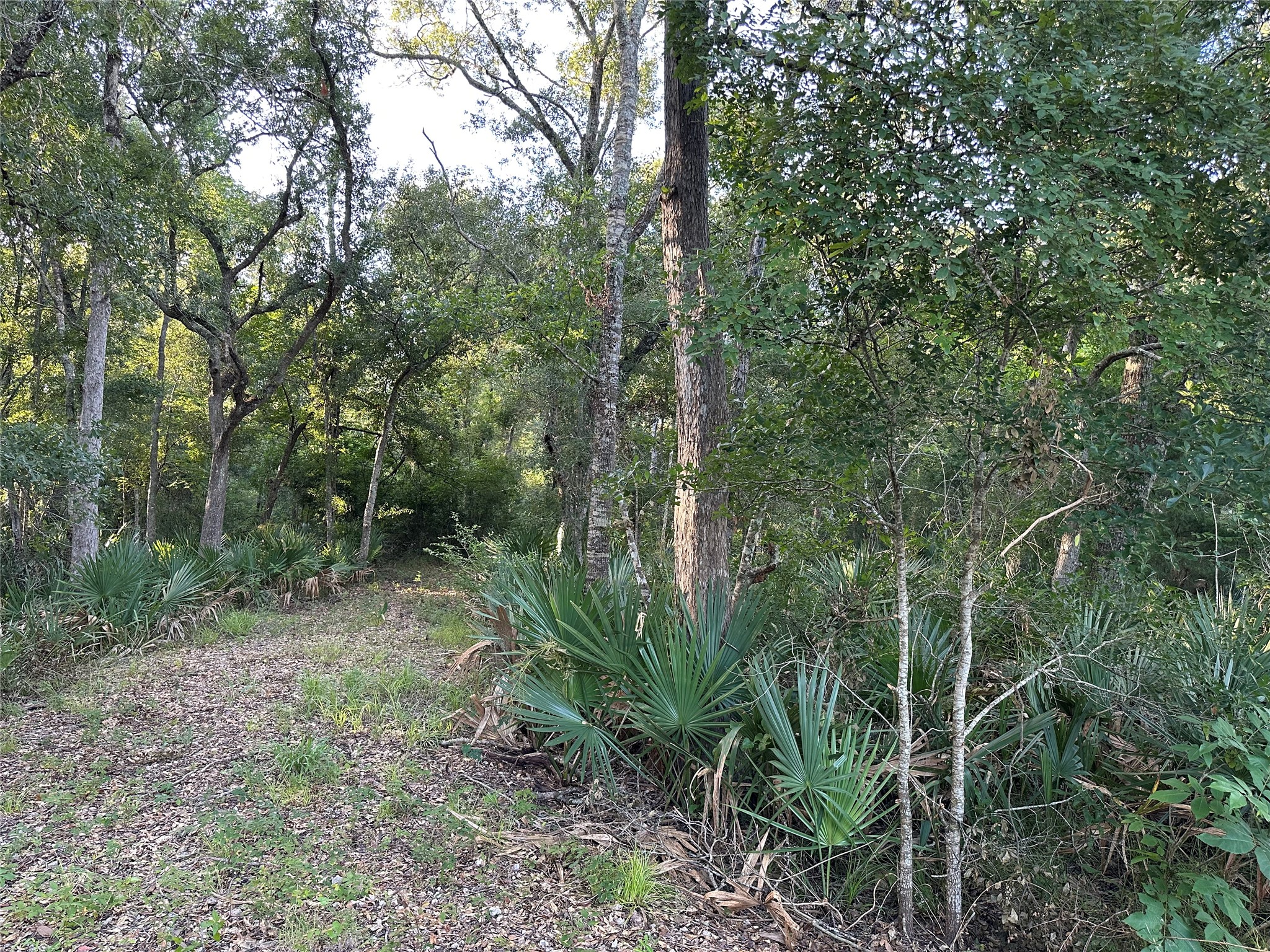 0 County Road 684D Sweeny, TX 77480 - Photo 7 of 9 a view of a forest filled with lots of trees