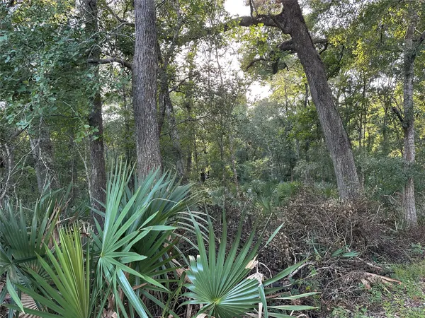 a view of a yard with plants and a large tree