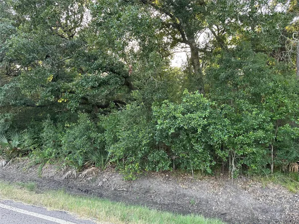 a view of a forest with trees in the background