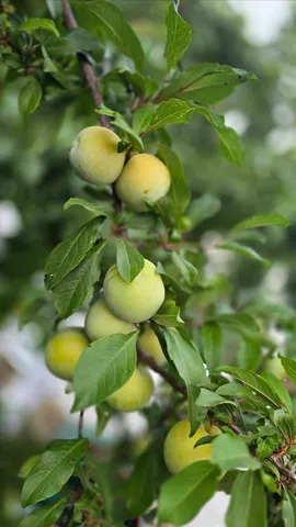 $579,000 | 2255 El Manto Drive, Rancho Cordova, CA 95670