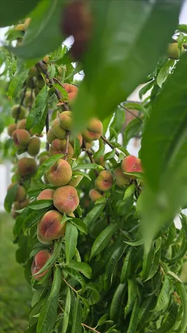 $579,000 | 2255 El Manto Drive, Rancho Cordova, CA 95670