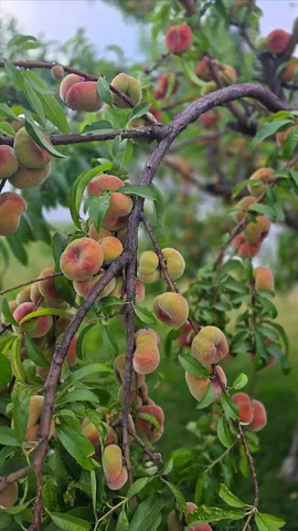 $579,000 | 2255 El Manto Drive, Rancho Cordova, CA 95670