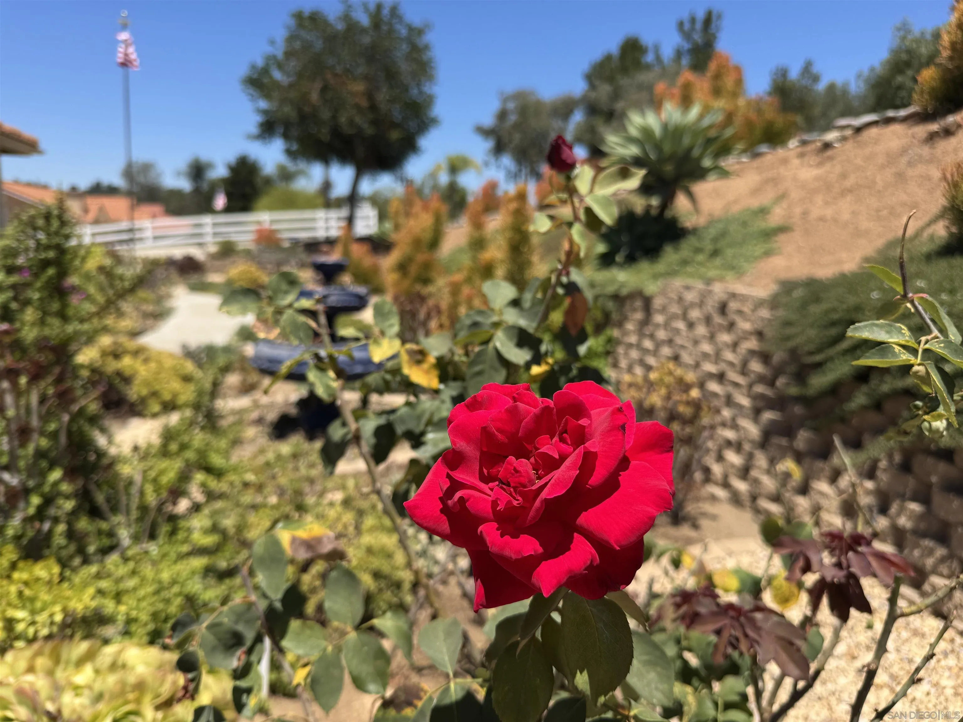 1927 Coronado View Alpine, CA 91901 - Photo 54 of 60 In bloom!