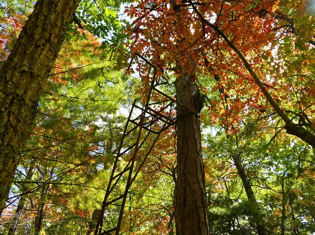 $98,000 | Tbd Dry Gulch Road, Wytheville, VA 24382