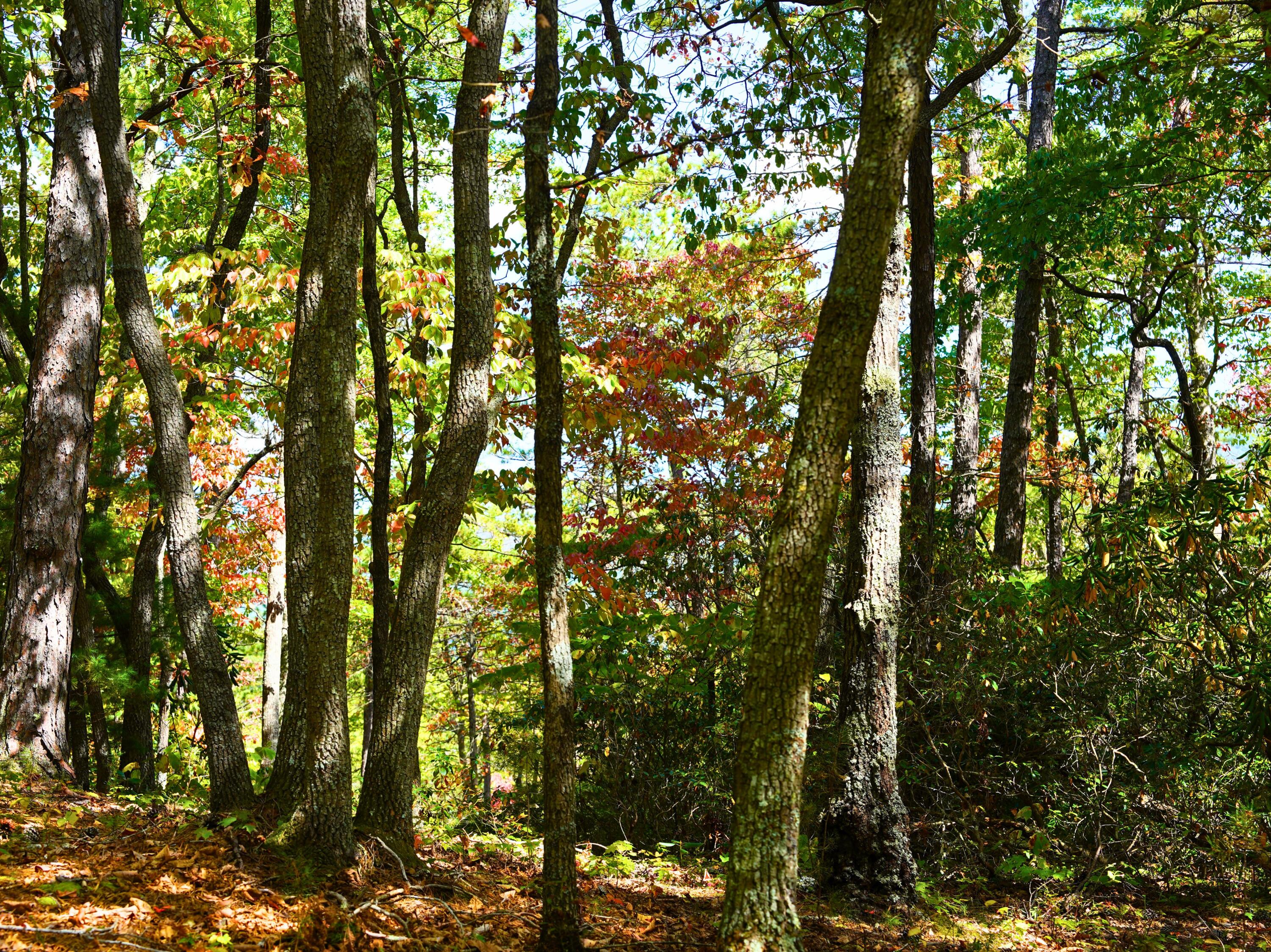 Tbd Dry Gulch Road Wytheville, VA 24382 - Photo 14 of 21 22