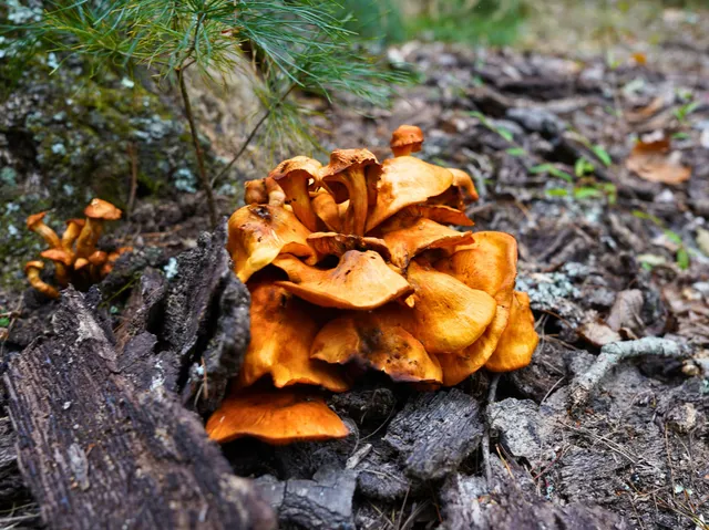 $98,000 | Tbd Dry Gulch Road, Wytheville, VA 24382