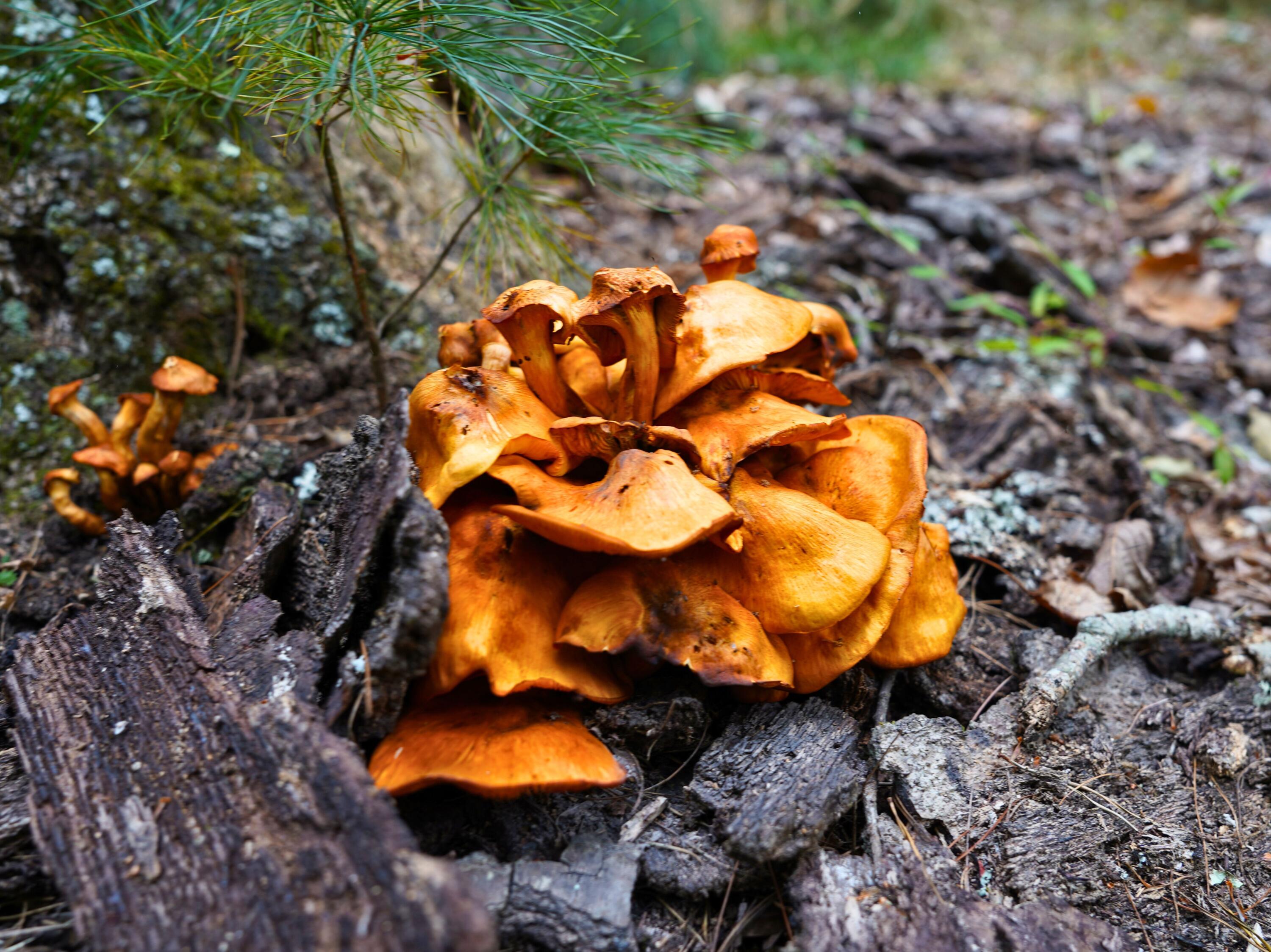 Tbd Dry Gulch Road Wytheville, VA 24382 - Photo 15 of 21 23