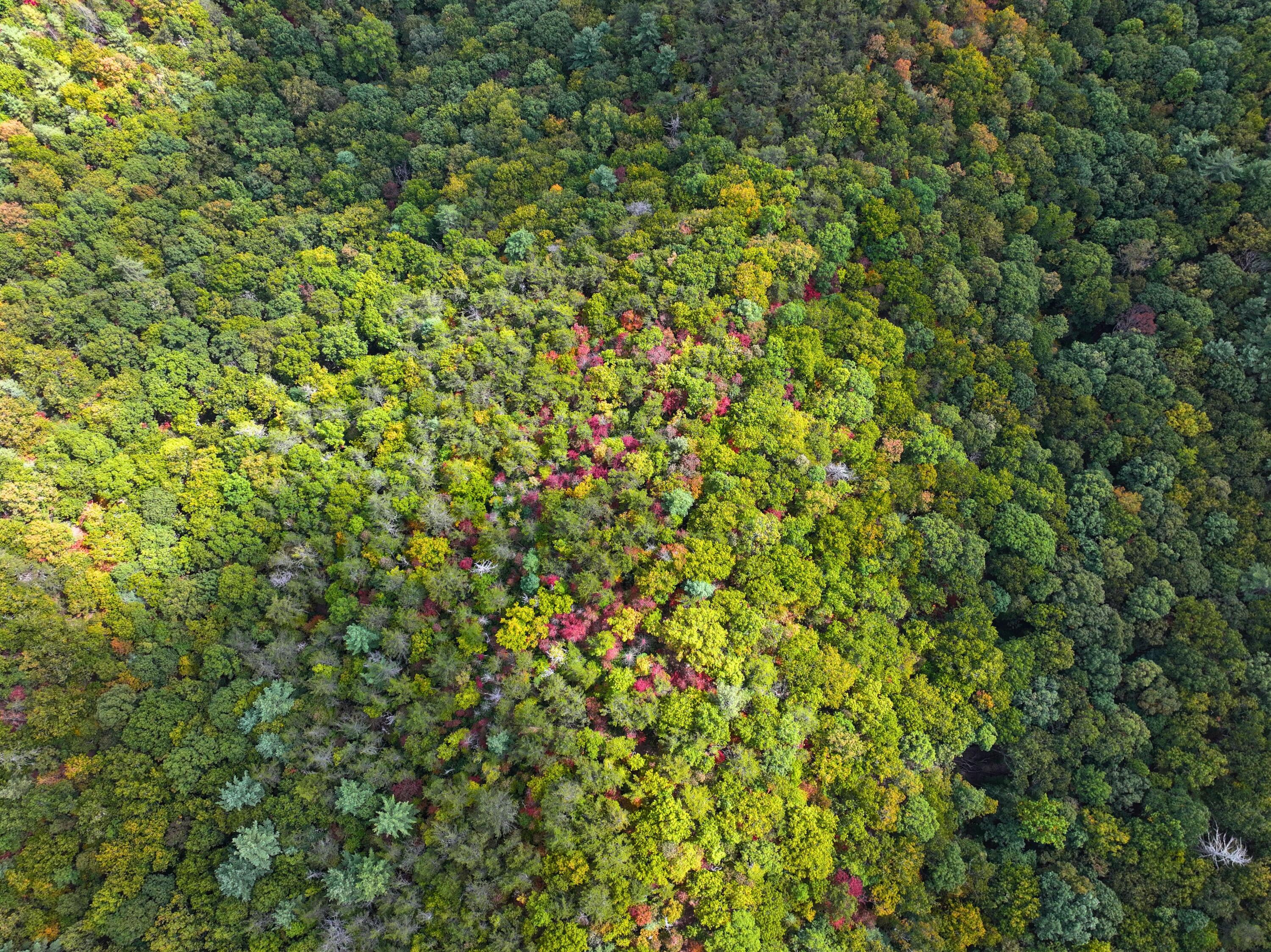 Tbd Dry Gulch Road Wytheville, VA 24382 - Photo 16 of 21 24