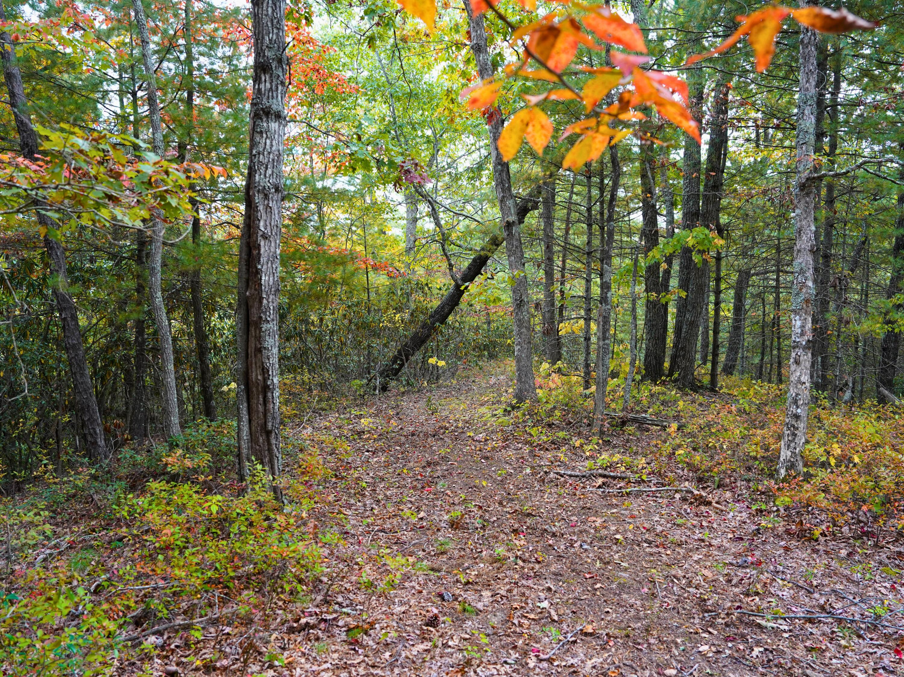 Tbd Dry Gulch Road Wytheville, VA 24382 - Photo 17 of 21 26