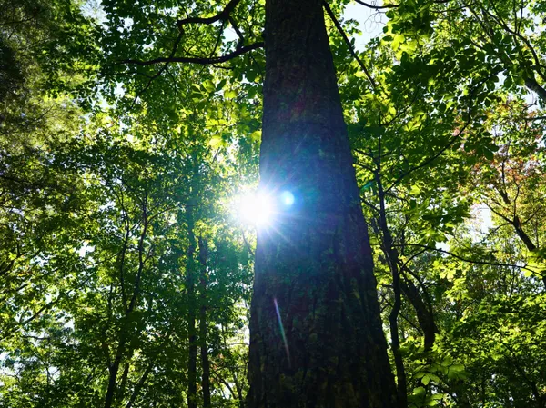 a view of tree