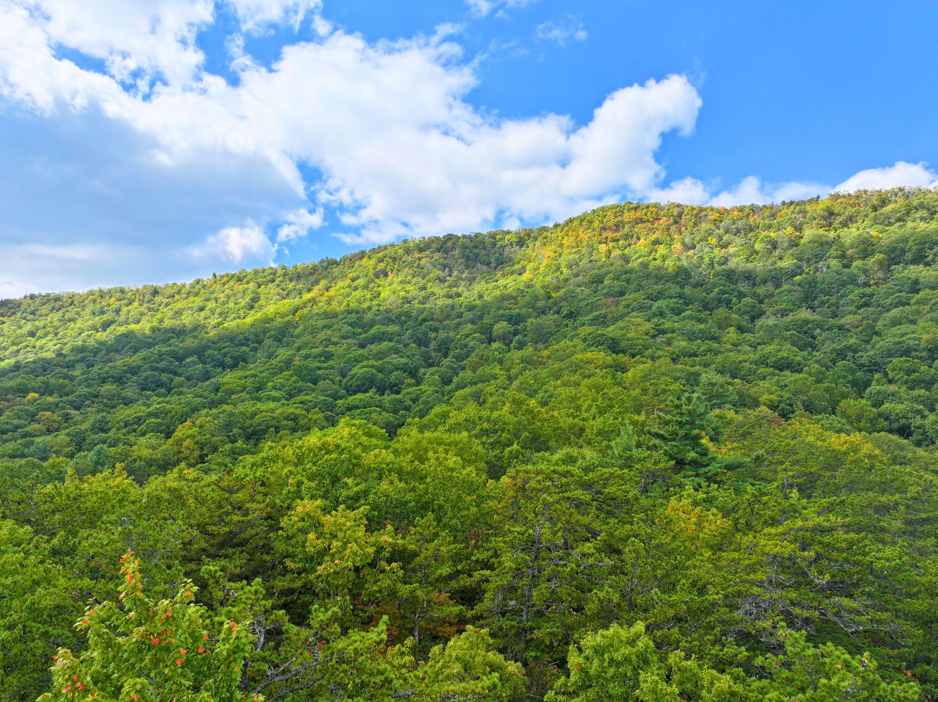 Tbd Dry Gulch Road Wytheville, VA 24382 - Photo 19 of 21 28