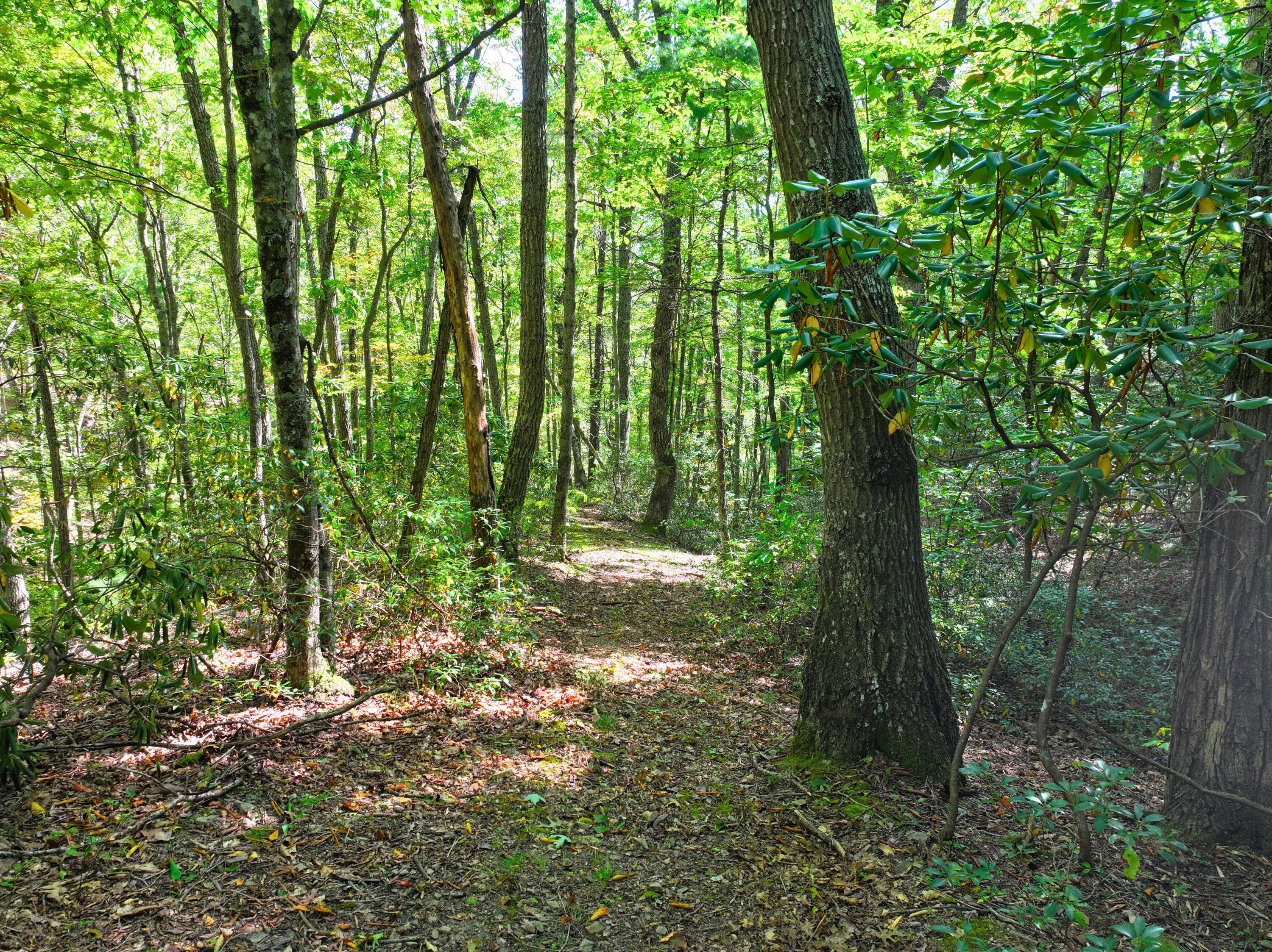 Tbd Dry Gulch Road Wytheville, VA 24382 - Photo 20 of 21 29