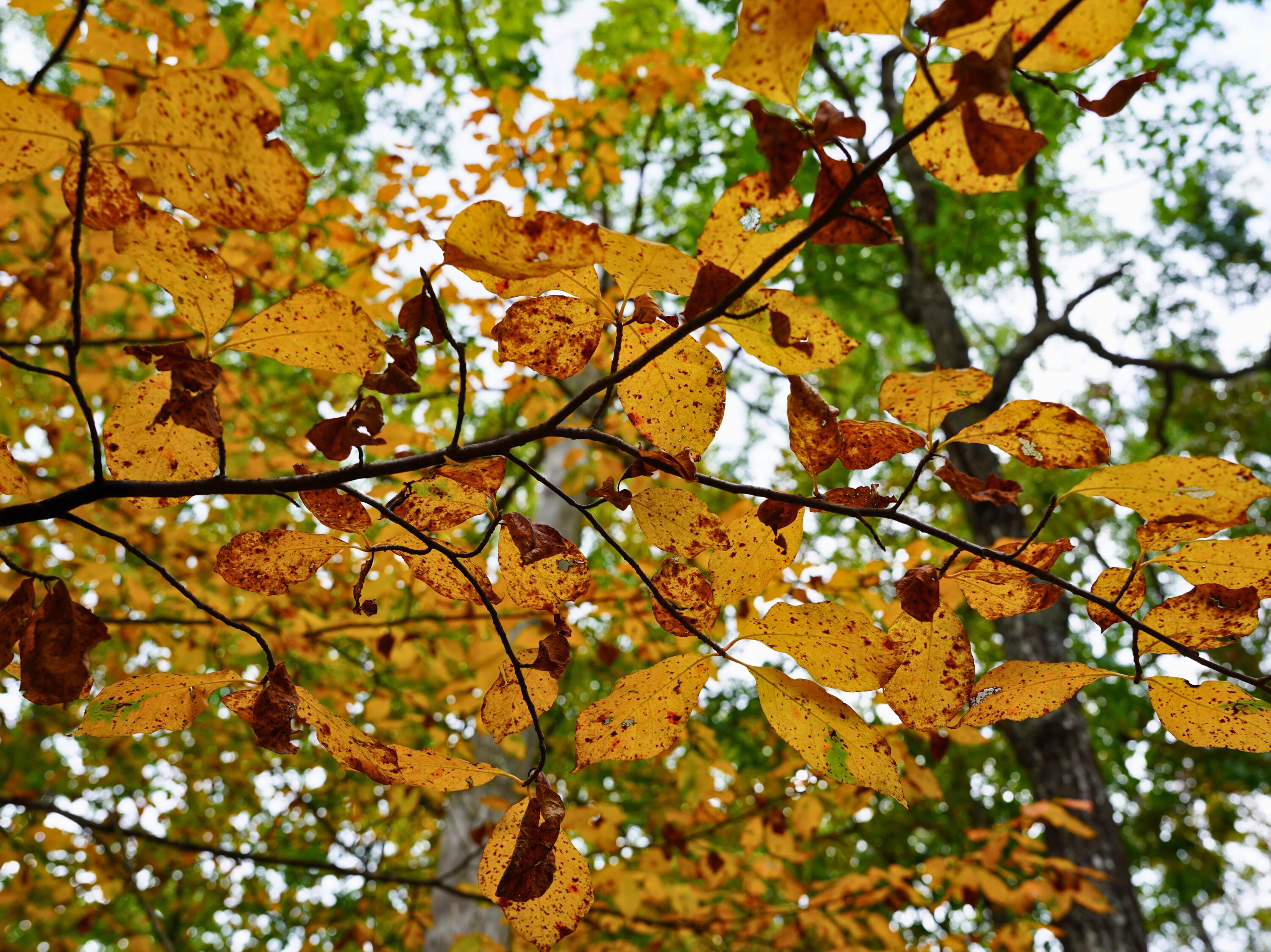 Tbd Dry Gulch Road Wytheville, VA 24382 - Photo 21 of 21 30