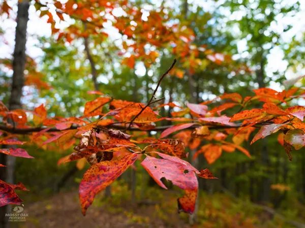 a view of tree