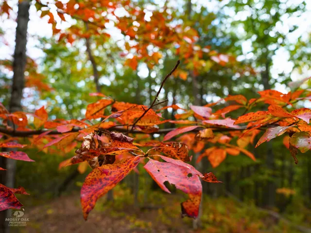 $98,000 | Tbd Dry Gulch Road, Wytheville, VA 24382