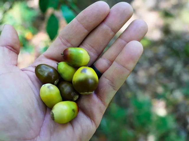 $98,000 | Tbd Dry Gulch Road, Wytheville, VA 24382