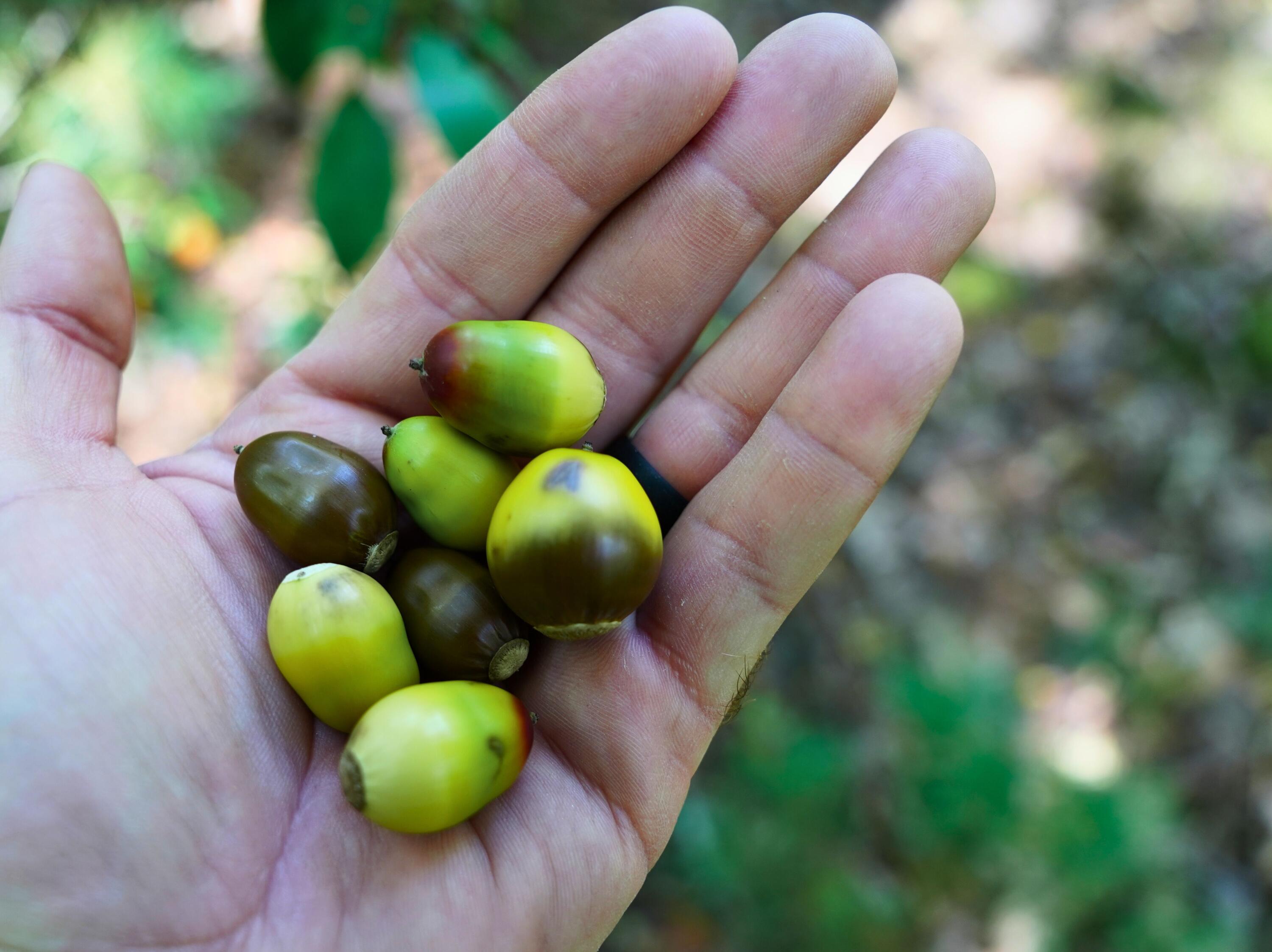 Tbd Dry Gulch Road Wytheville, VA 24382 - Photo 4 of 21 6