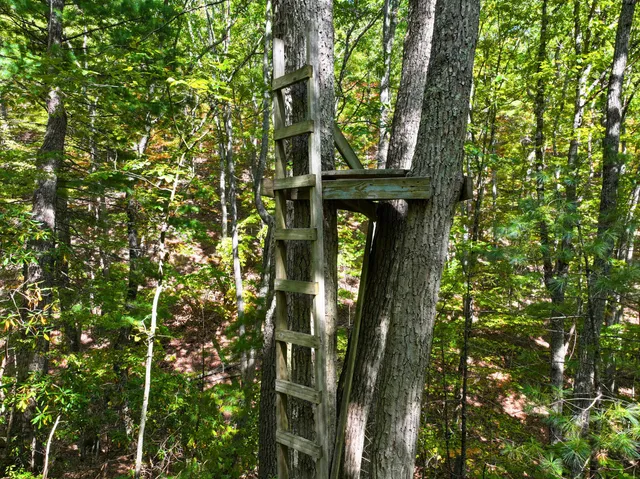 $98,000 | Tbd Dry Gulch Road, Wytheville, VA 24382