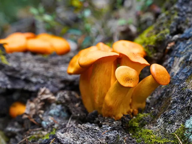 $98,000 | Tbd Dry Gulch Road, Wytheville, VA 24382