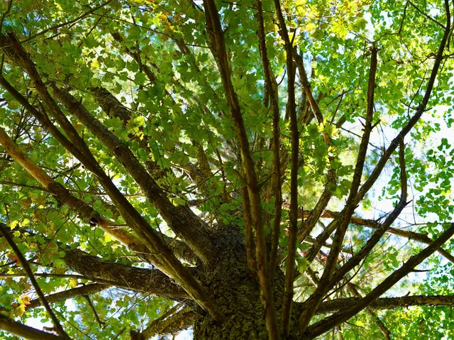 $98,000 | Tbd Dry Gulch Road, Wytheville, VA 24382