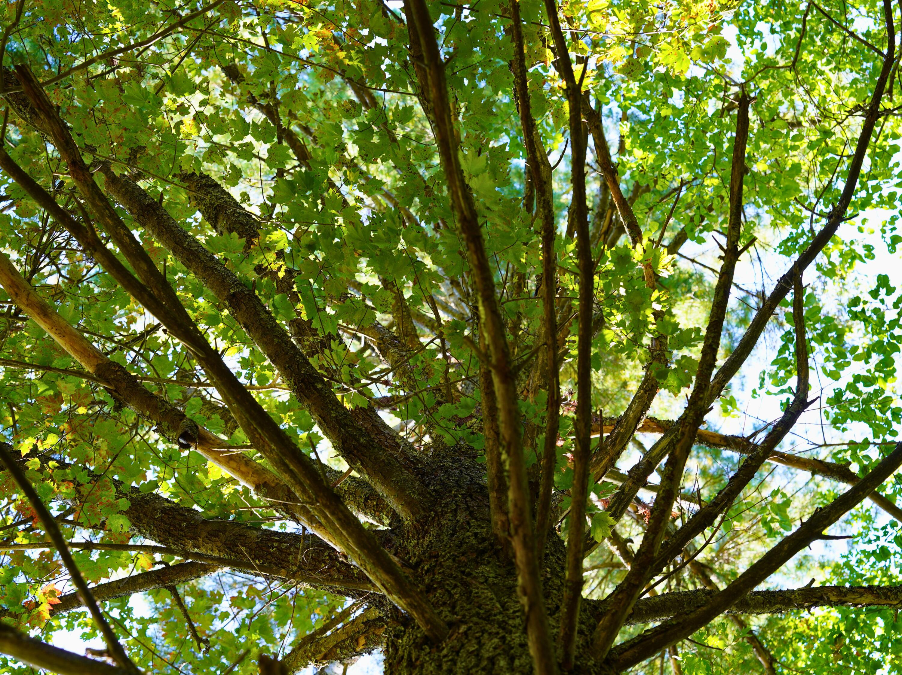 Tbd Dry Gulch Road Wytheville, VA 24382 - Photo 7 of 21 10