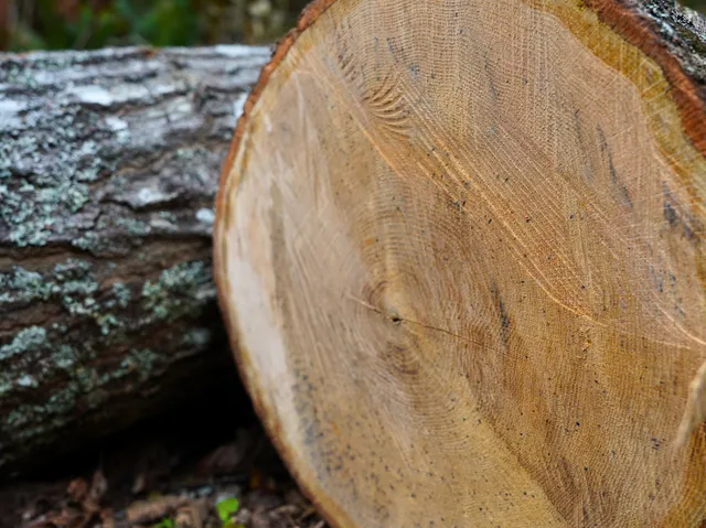 $98,000 | Tbd Dry Gulch Road, Wytheville, VA 24382