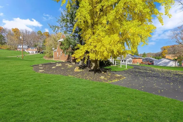 a view of a park with large trees