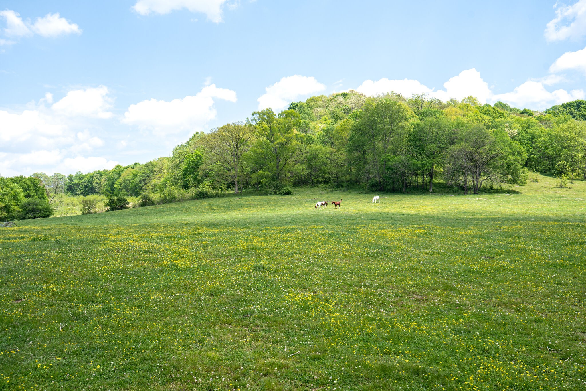 1845 Terrapin Branch Road Mount Pleasant, TN 38474 - Photo 4 of 39 Gallery Image 4