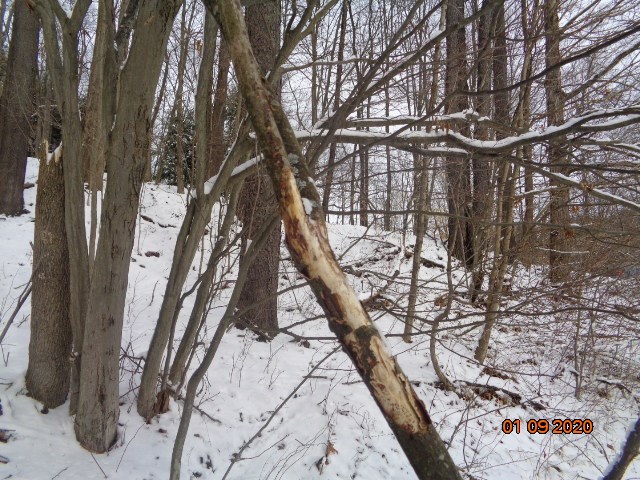 0 Sportsman Dam Road Reynoldsville, PA 15851 - Photo 2 of 14 a picture of trees