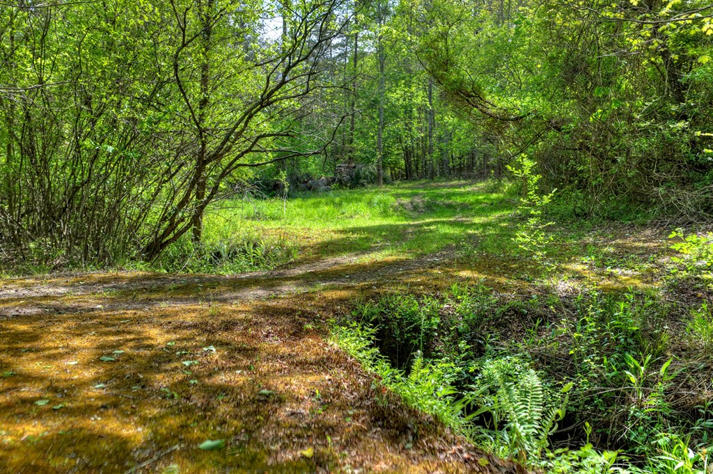 111 Candlewood Lane Blue Ridge, GA 30513 - Photo 10 of 57 a view of a field with a tree