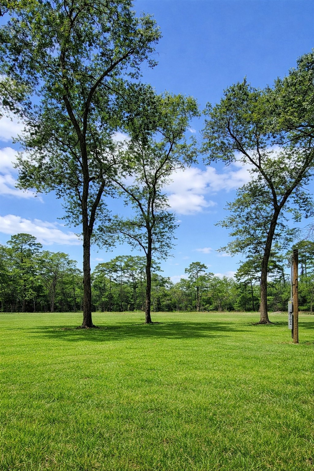 a view of a park with large trees