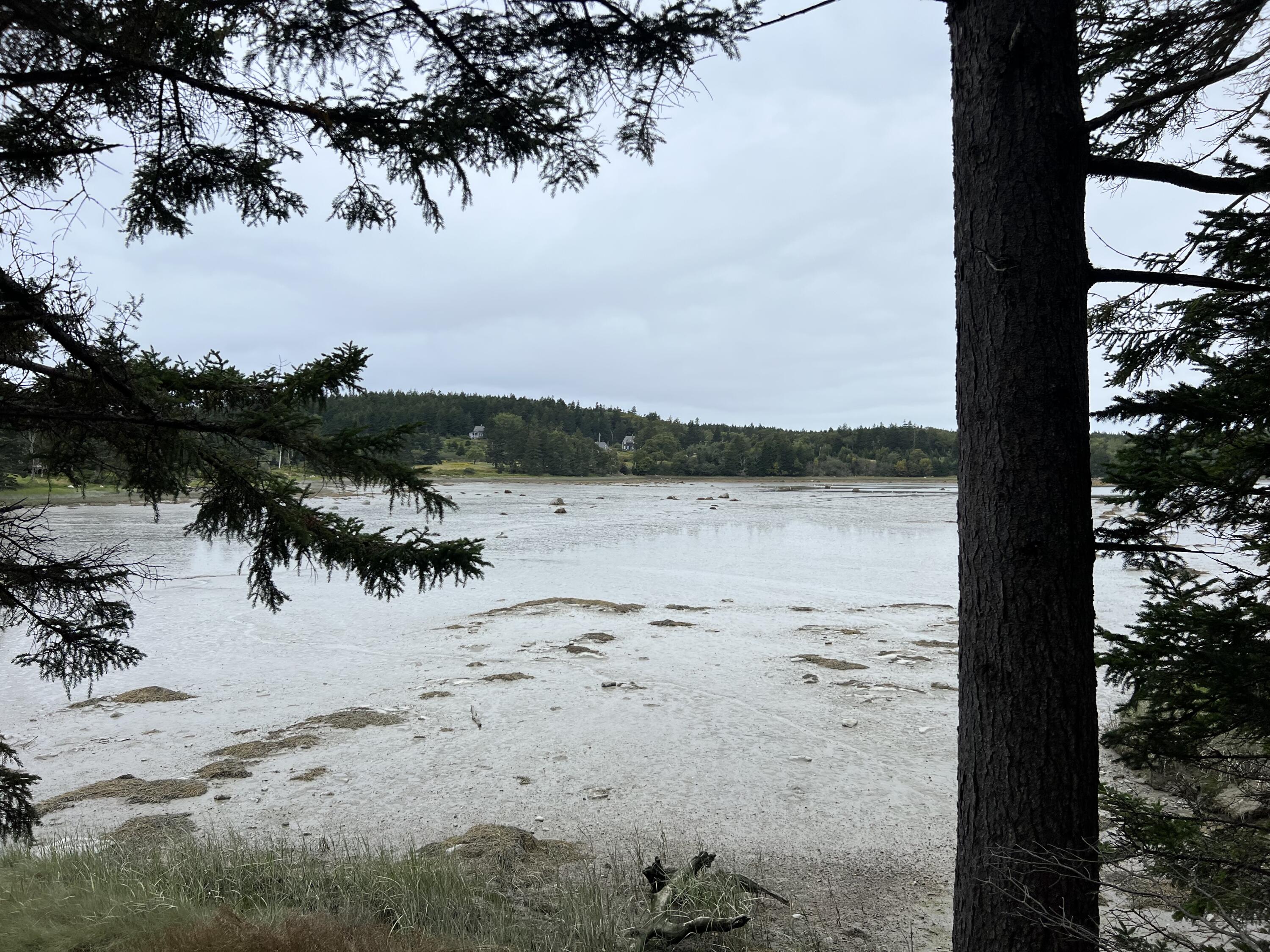 41 Coveside Road Swans Island, ME 04685 - Photo 12 of 13 woods tide out