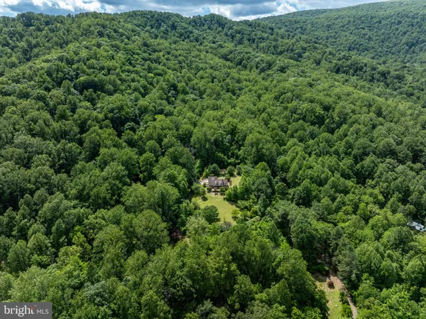 a view of a forest with lots of trees