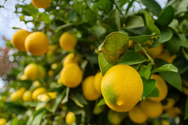 a backyard of a house with seating space