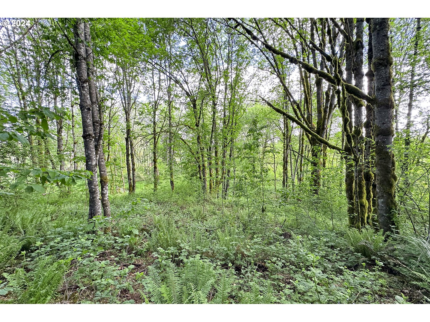 31955 Southeast Compton Road Boring, OR 97009 - Photo 36 of 48 a lush green forest with lots of trees