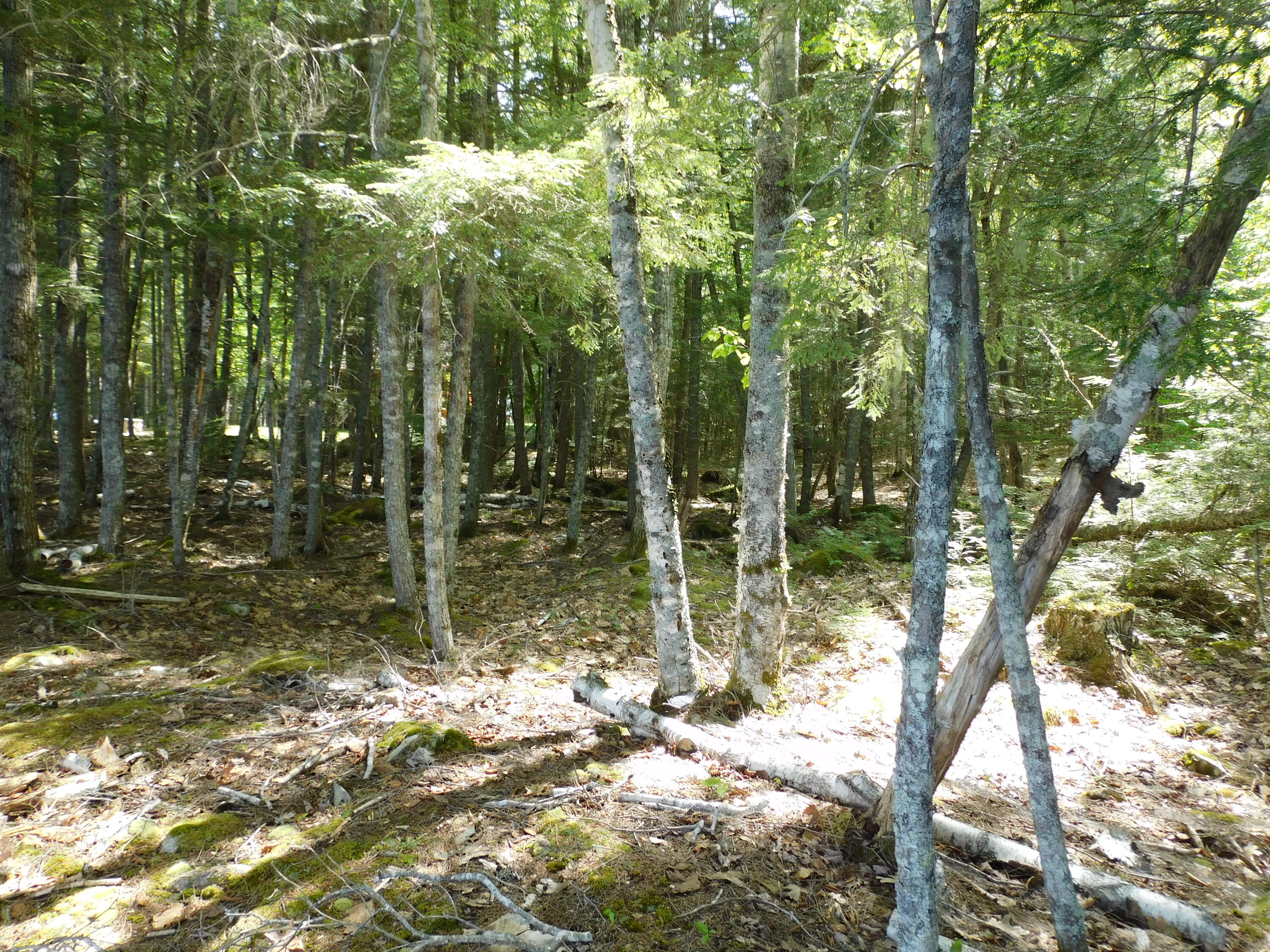 Lot 2 Big Lake Shores Road Princeton, ME 04668 - Photo 9 of 10 DSCN0094